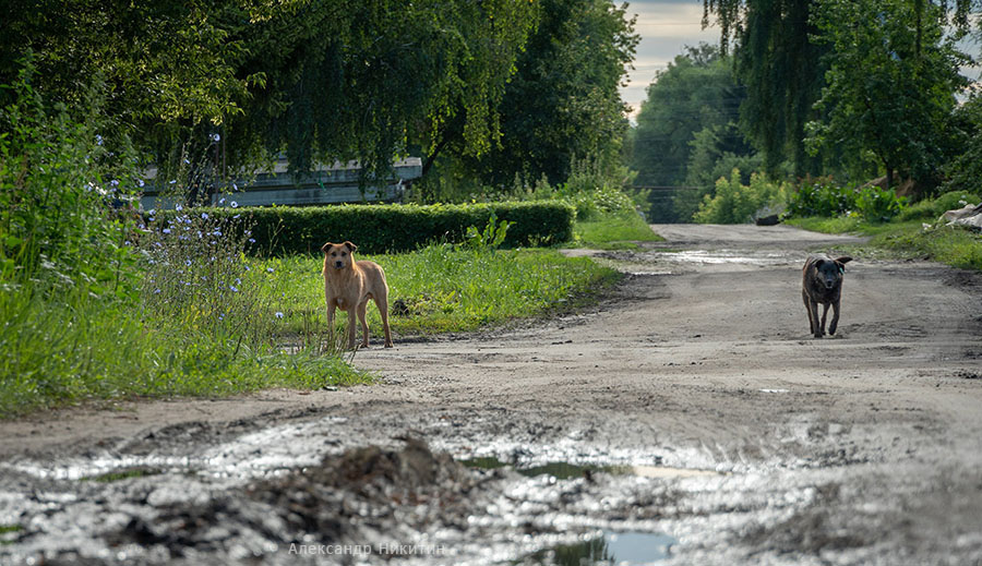 городские собаки