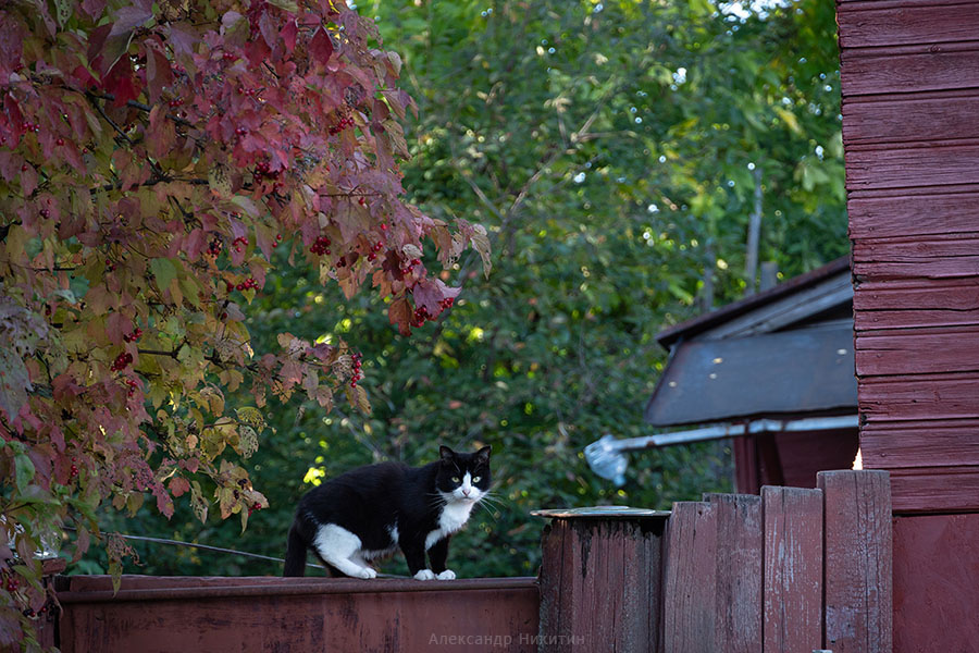 Юрьевец котический