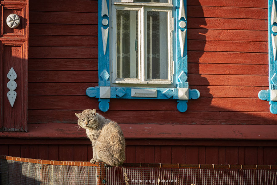 Рыжий кот в Юрьевце