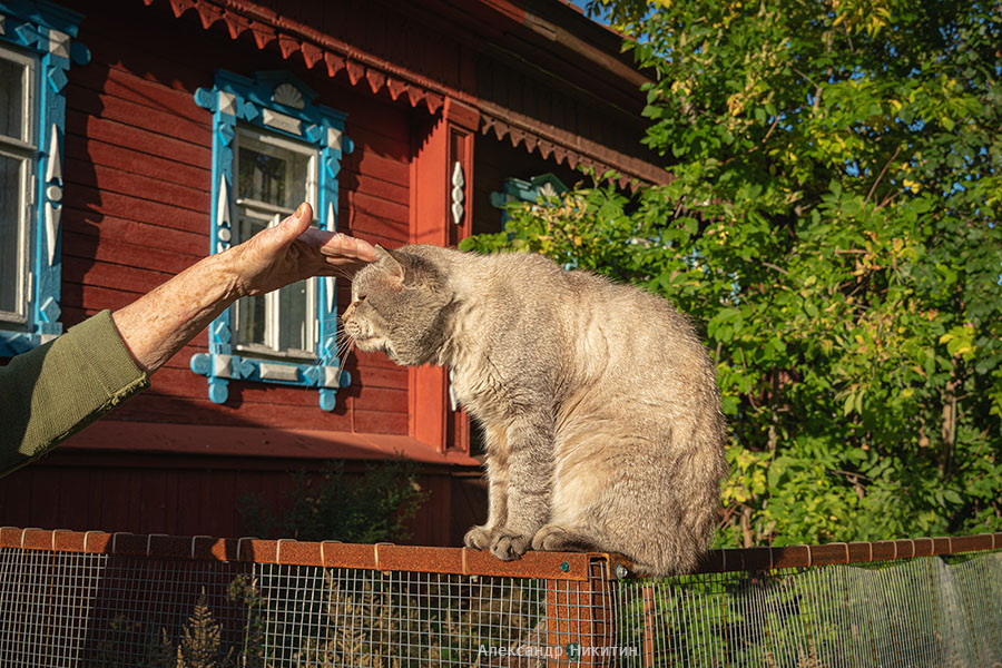 Рыжий кот