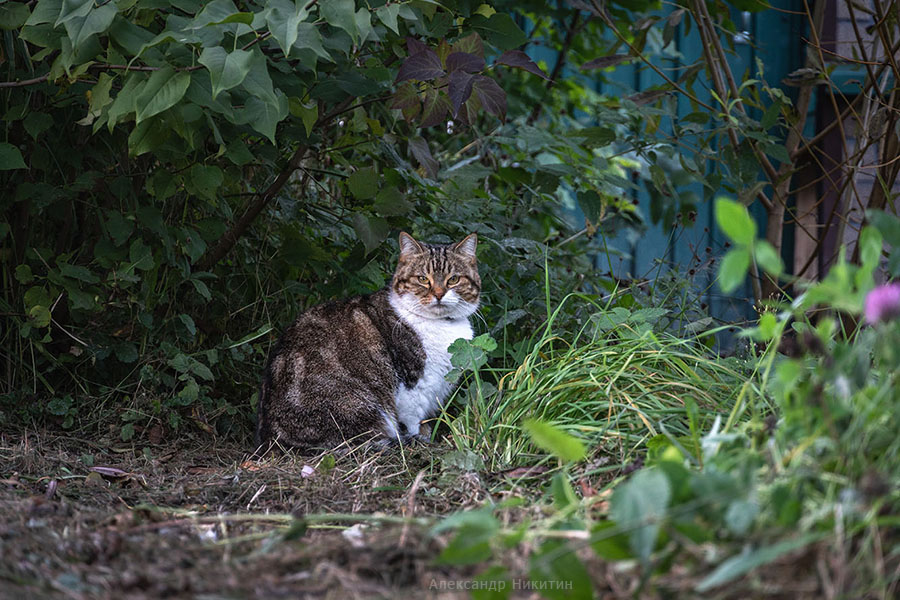 Котэ в кустах