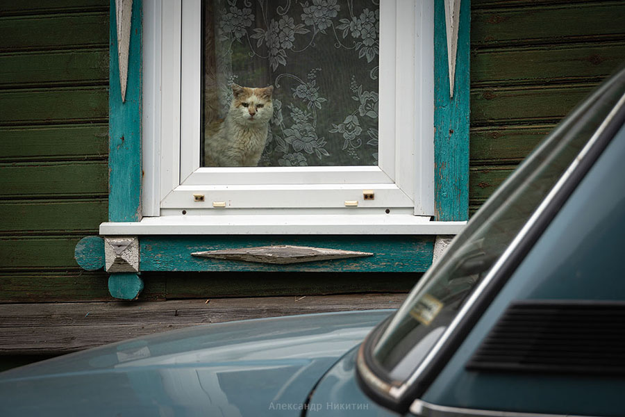 Кошка в окошке