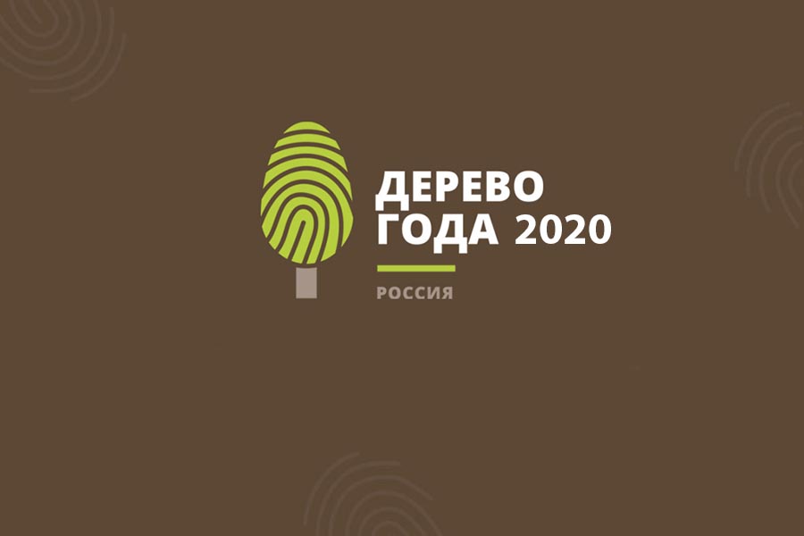 Российское дерево года 2020