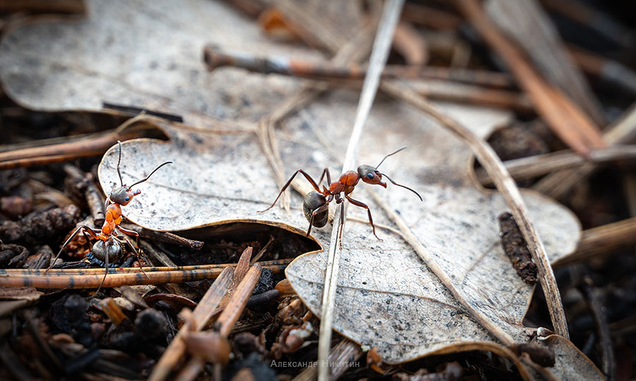 Весенние хлопоты муравьев